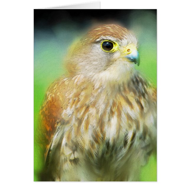 Cartão Hawk (Frente)