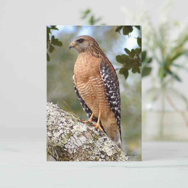 Cartão Hawk - Cartão de nota natural (Em pé/Frente)