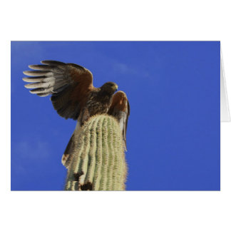Cartão Hawk emperrado no topo Saguaro Cactus
