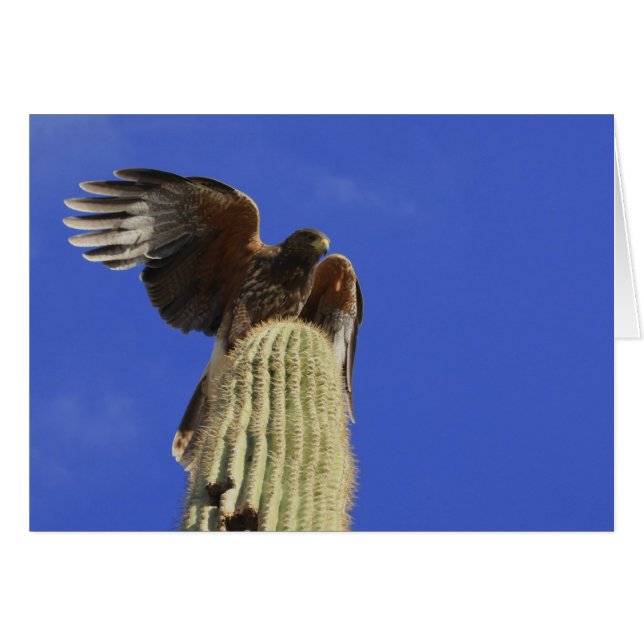 Cartão Hawk emperrado no topo Saguaro Cactus (Frente Horizontal)