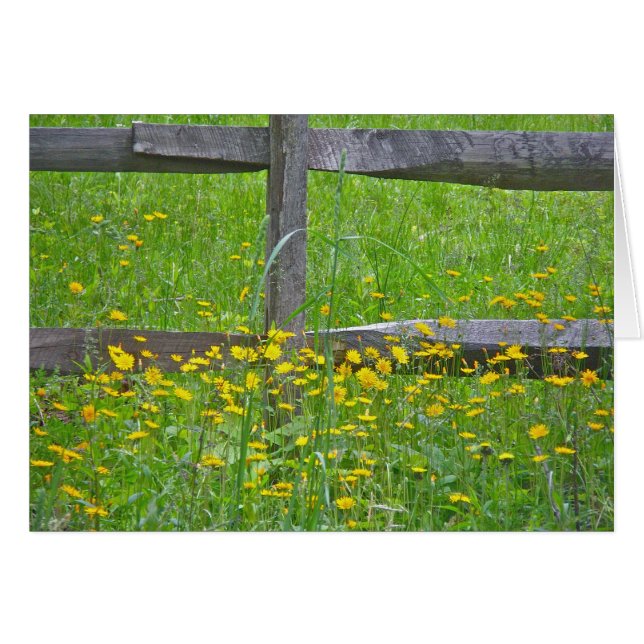 Cartão Hawkweed em Itens de Correspondência de Fronteira  (Frente Horizontal)
