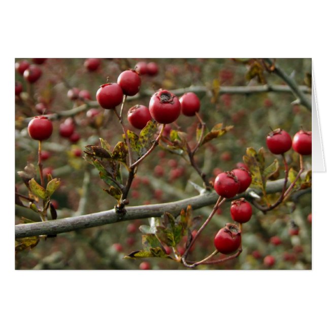 Cartão Hawthorn Berries (Frente Horizontal)