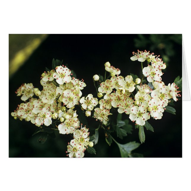 Cartão Hawthorn Blossom (Frente Horizontal)