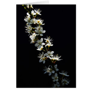 Cartão Hawthorn Flowers Gcblankcn
