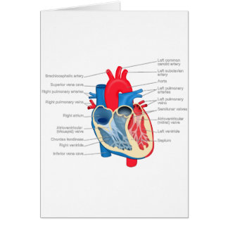 Cartão Heart_Anatomy