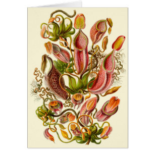 Cartão Heckel Pitcher Plant Illustration All-Occasion