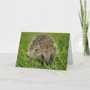 Cartão Hedgehog