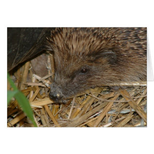 Cartão Hedgehog