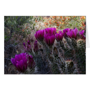 Cartão Hedgehog Cactus Magenta Flores Arizona Sudoeste