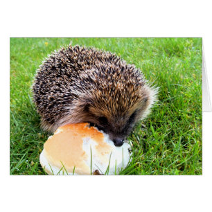 Cartão HEDGEHOG CUTE