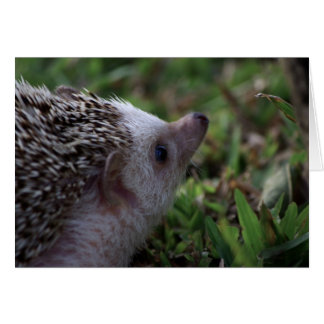 cartão hedgehog standard