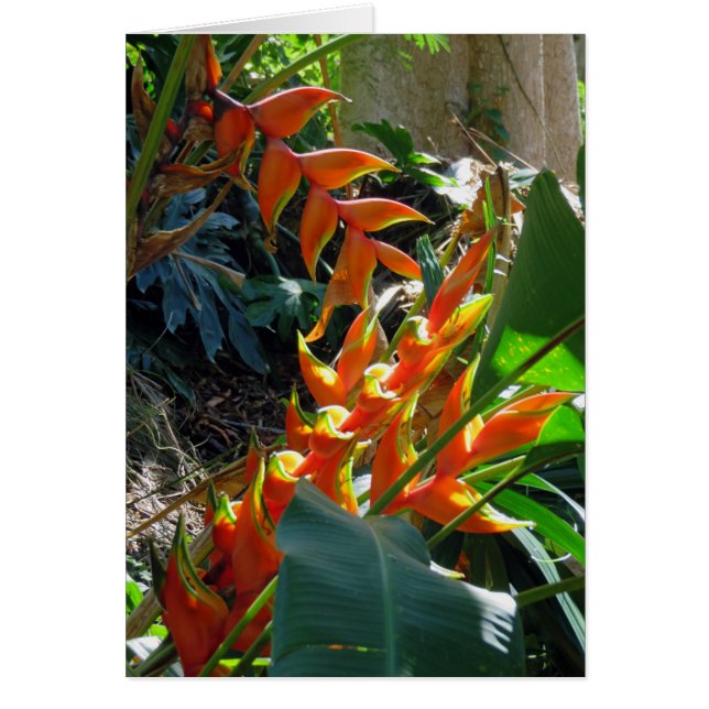 Cartão Heliconia (Frente)
