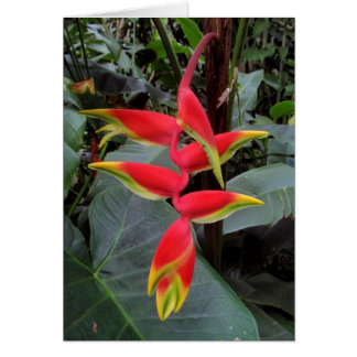 Cartão Heliconia havaiana