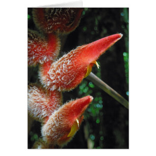Cartão Heliconia havaiana