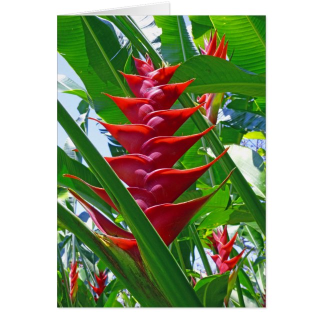 Cartão Heliconia havaiano (Frente)