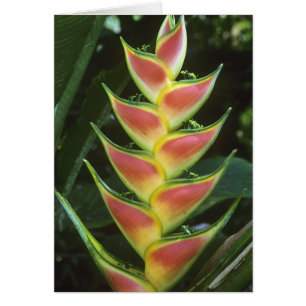 Cartão Heliconias, Heliconia walkeriana), La Selva