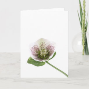 Cartão Hellebore blank greetings card