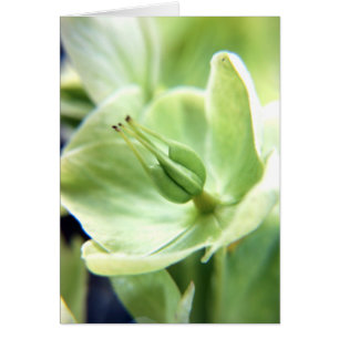 Cartão Hellebore (verde)