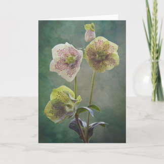 Cartão Helleborus