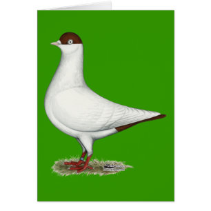 Cartão Helmet Pigeon Holandês