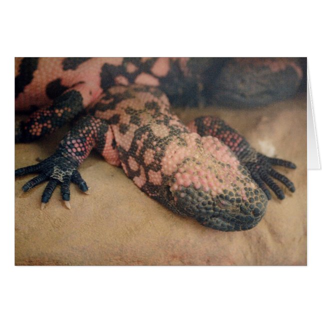 Cartão Heloderma Suspeito (Frente Horizontal)