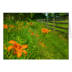 Cartão Hemerocallis ao longo do fenceline