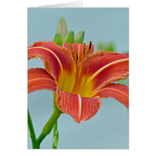 Cartão Hemerocallis do tigre
