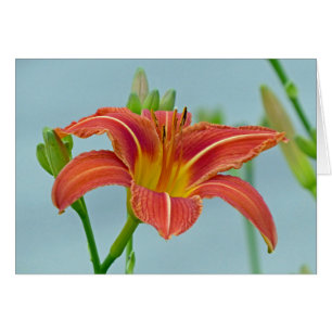 Cartão Hemerocallis do tigre