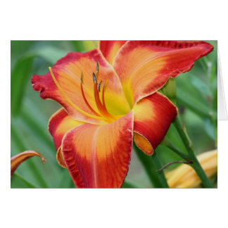 Cartão Hemerocallis 'Fire incomparável