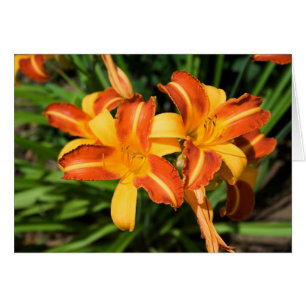 Cartão Hemerocallis fulva