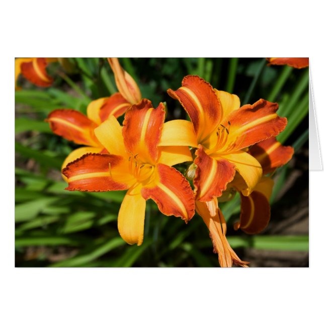 Cartão Hemerocallis fulva (Frente Horizontal)