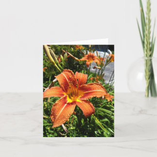 Cartão Hemerocallis Notecards