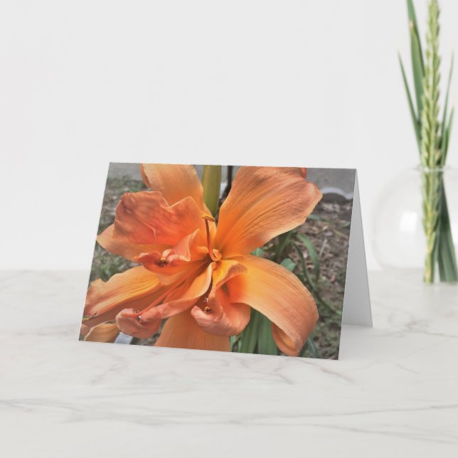 Cartão Hemerocallis, 'Tangerine Truffles' (Frente)