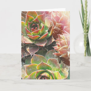 Cartão Hen and Chick Plants