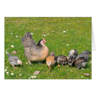 Cartão Hen com pintinhos