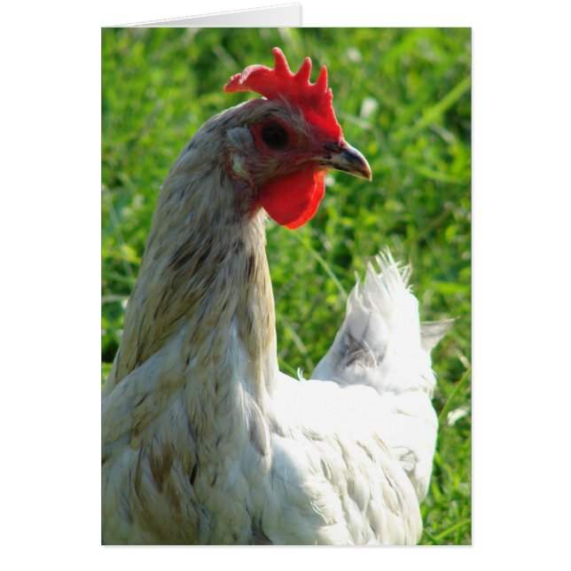 Cartão Hen de abertura azul (Frente)