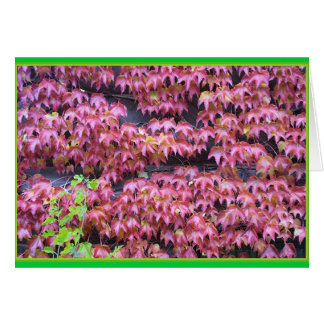 Cartão Hera Leaques