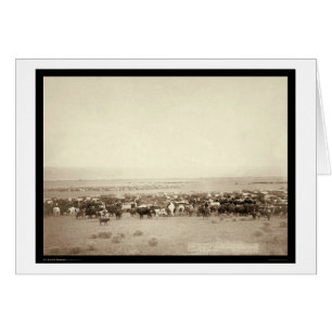 Cartão Herding Cattle at Moss Agate SD 1887
