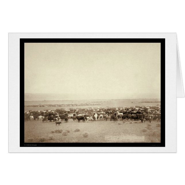 Cartão Herding Cattle at Moss Agate SD 1887 (Frente Horizontal)