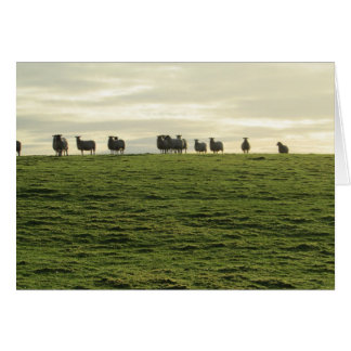 Cartão Herdwick Sheep