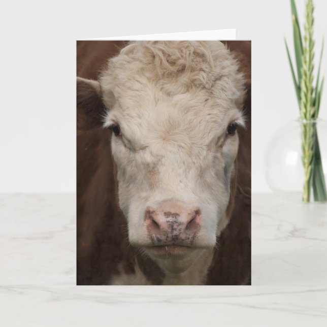 Cartão Hereford (Frente)