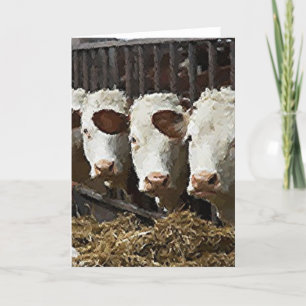 Cartão Hereford Cattle