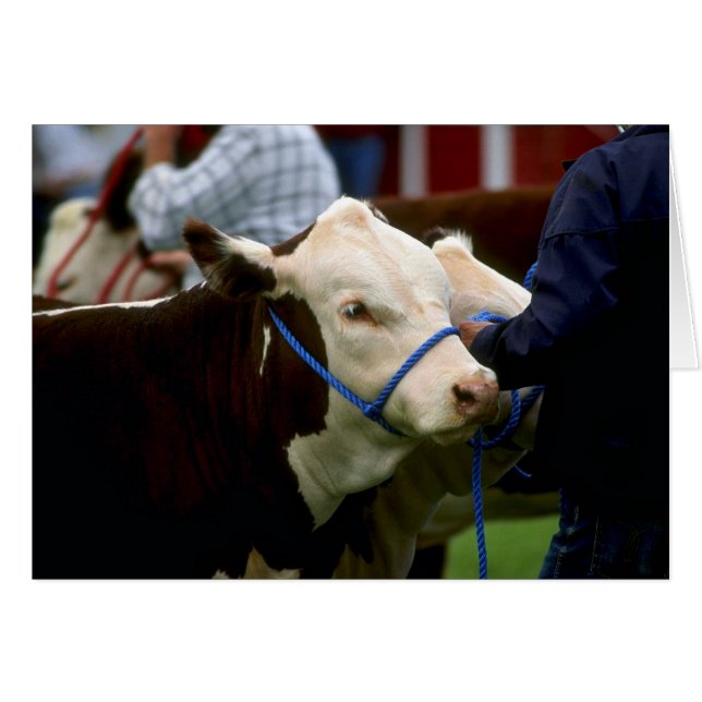 Cartão Hereford Cattle (Frente Horizontal)