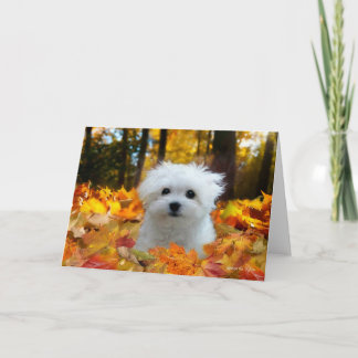 Cartão Hermes the Maltese Blank Greeting Card