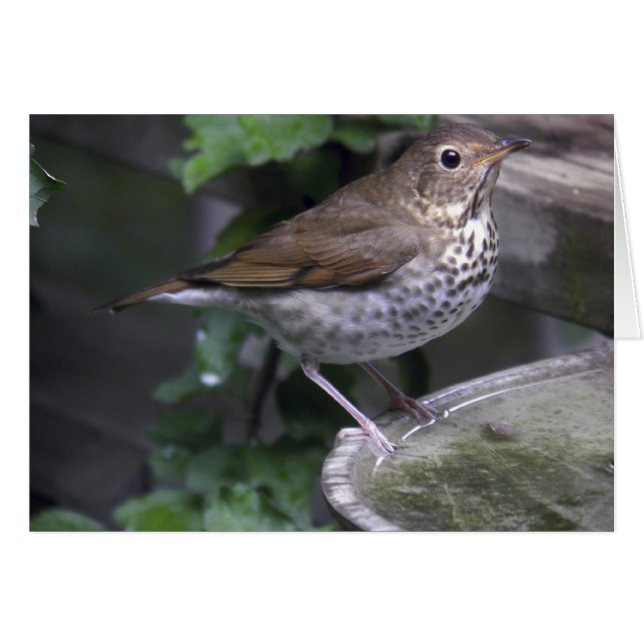 Cartão Hermit Thrush (Frente horizontal)