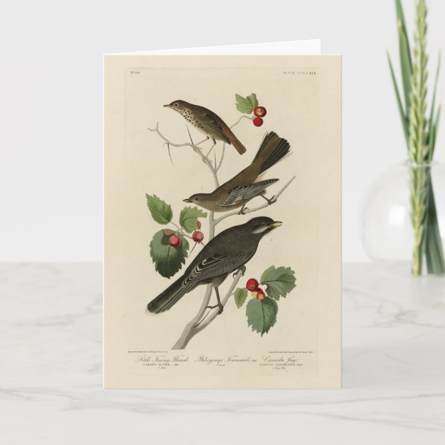 Cartão Hermit Thrush, Cinza Jay Audubon's Birds of Americ (Frente)