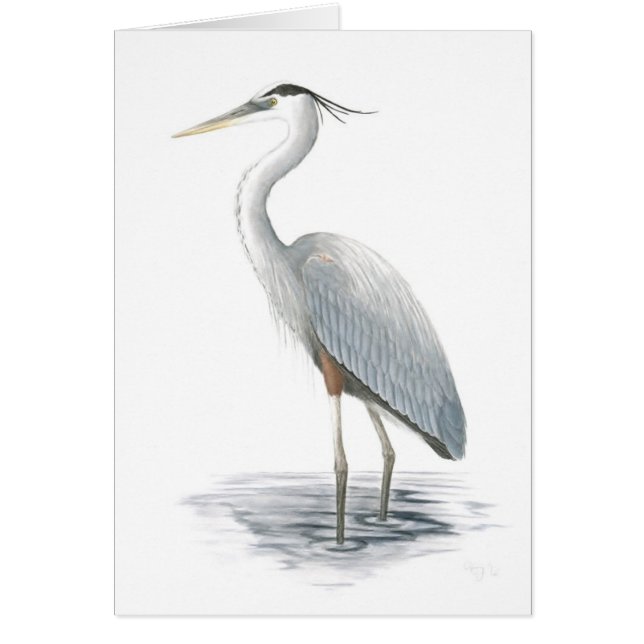 Cartão Heron Azul excelente (Frente)