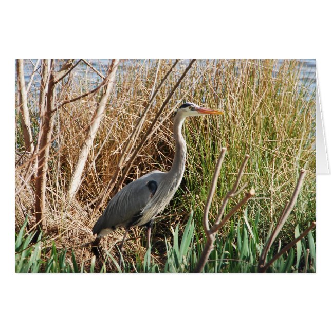 Cartão Heron Gozando do Sol (Frente Horizontal)