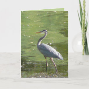 Cartão Heron Green