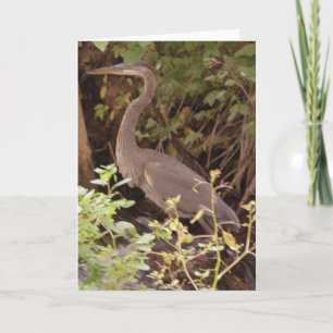 Cartão Heron sentado debaixo de uma árvore perto do rio